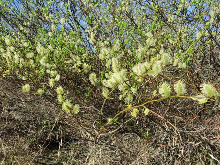 Фотоотчет о летней рыбалке на первую щуку с блеснами AQUA Фотоотчет о летней рыбалке на первую щуку с блеснами AQUA