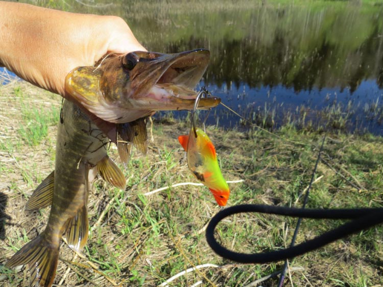 Фотоотчет о летней рыбалке на первую щуку с блеснами AQUA Фотоотчет о летней рыбалке на первую щуку с блеснами AQUA