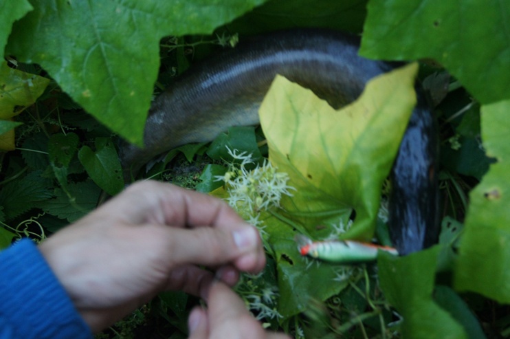 Статья о летней рыбалке с вобелрами Аква на малой реке Подмосковья