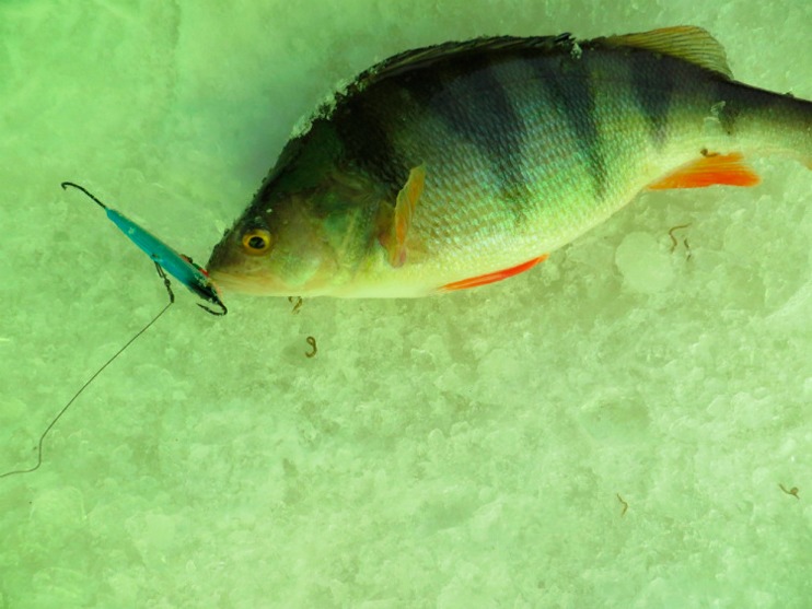 Фотоотчет о зимней рыбалке с балансирами Аква.