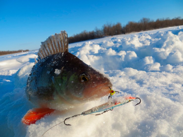 Фотоотчет о зимней рыбалке с балансирами Аква.