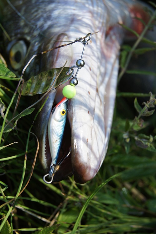 Статья о рыбалке на щуку с блеснами и воблерами фирмы Aqua
