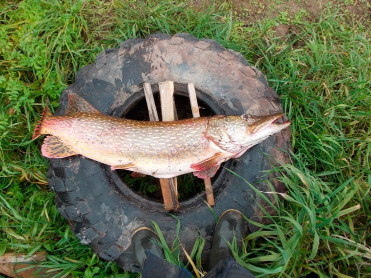 Фотоотчет о рыбалке на трофейную щуку на реке Волхов со снастями компании AQUA.