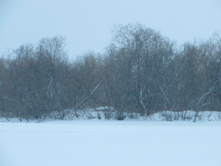 Фотоотчет о зимней рыбалке на Двине с балансирами AQUA