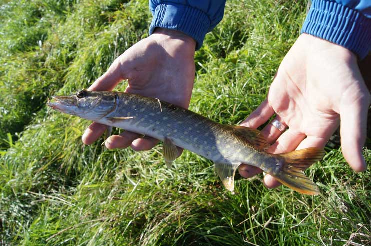 Отчет о рыбалке с воблерами AQUA в Ярославской области.