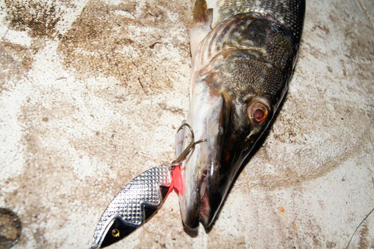 Фотоотчет о рыбалке на озере Селигер с приманками Аква.
