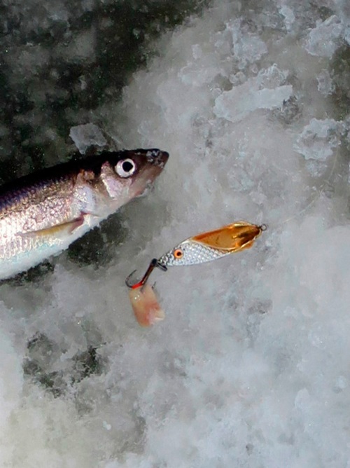 Статья о рыбалке на Белом море с зимней блесной на корюшку АКВА ФИНТ.