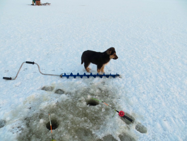 Статья о рыбалке на Белом море с зимней блесной на корюшку АКВА ФИНТ.