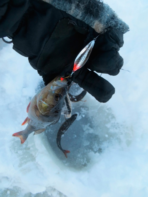 Фотоотчет о зимней рыбалке на таежных реках с зимней блесной АКВА КОБРА.