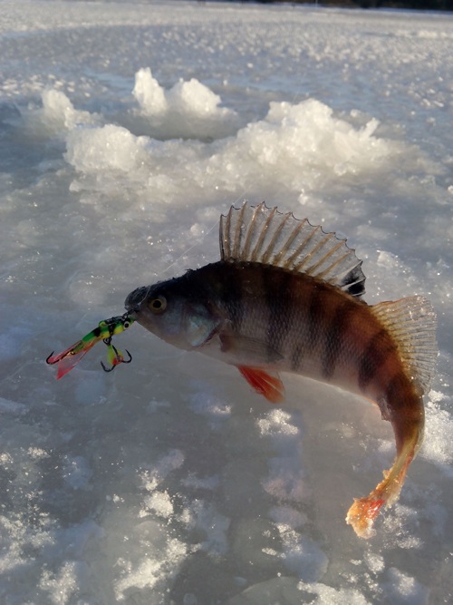 Статья о рыбалке на Рыбинском водохранилище с балансирами Aqua