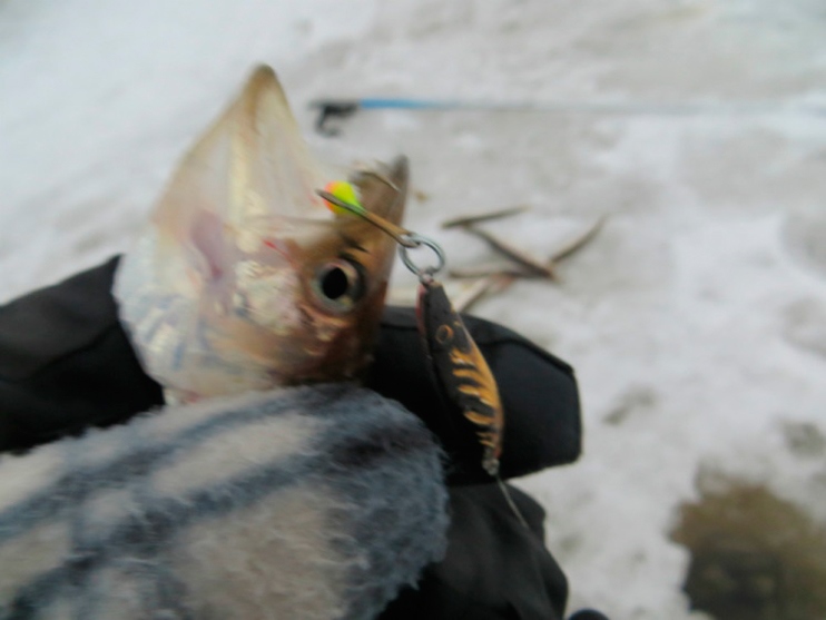 Отчет о рыбалке на корюшку. Зимняя блесна НЕРКА-F. 
