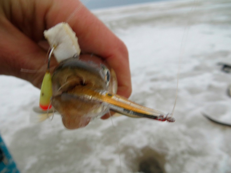 Отчет о рыбалке на корюшку. Зимняя блесна НЕРКА-F. 