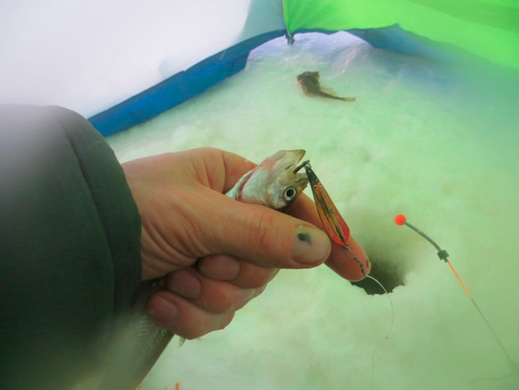 Фотоотчет о зимней рыбалке на Белом море на корюшку с блеснами AQUA.