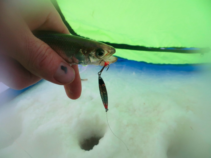 Фотоотчет о зимней рыбалке на Белом море на корюшку с блеснами AQUA.