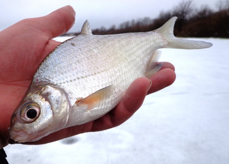 Фотоотчет о рыбалке с зимними шнурами компании Аква.