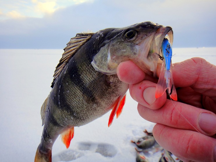Статья о зимней рыбалке на Ладоге на окуня с балансирами Аква.