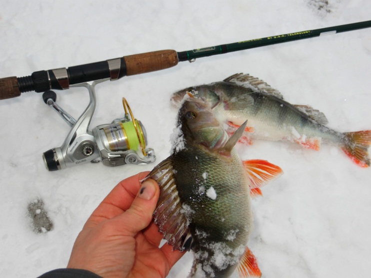 Фотоотчет о зимней рыбалке на окуня в Архангельской области с зимними снастями Аква.