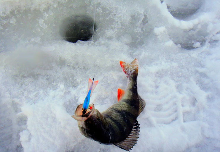Фотоотчет о зимней рыбалке на окуня с балансирами Аква.