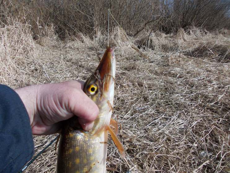 Фотоотчет о рыбалке на щуку на реке Волхов с приманками фирмы AQUA.