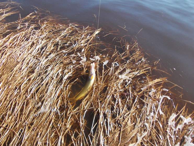 Фотоотчет о рыбалке на щуку на реке Волхов с приманками фирмы AQUA.