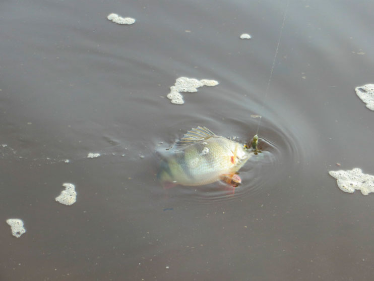 Фотоотчет о рыбалке на отводной поводок со спиннингом AQUA Dexter.