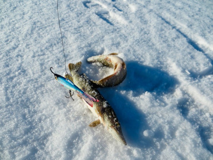 Статья о рыбалке на щуку и окуня с балансирами АКВА.