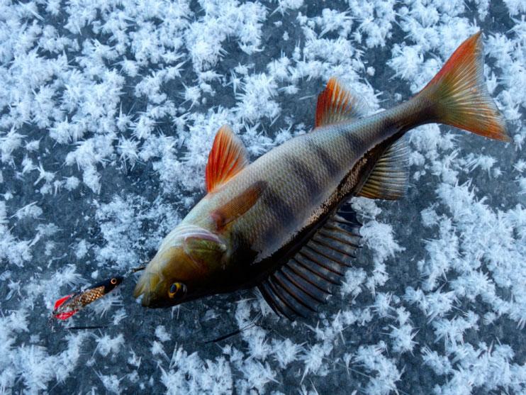 Статья о зимней рыбалке на балансир АКВА Diver и зимнюю блесну АКВА Глюк. 