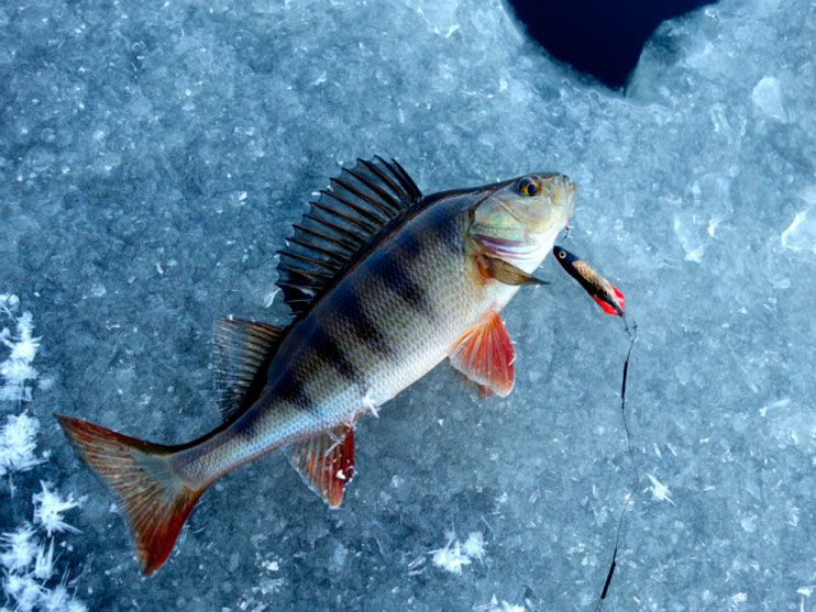 Статья о зимней рыбалке на балансир АКВА Diver и зимнюю блесну АКВА Глюк