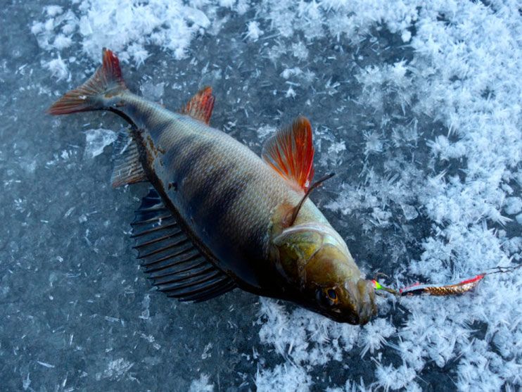 Статья о зимней рыбалке на балансир АКВА Diver и зимнюю блесну АКВА Глюк