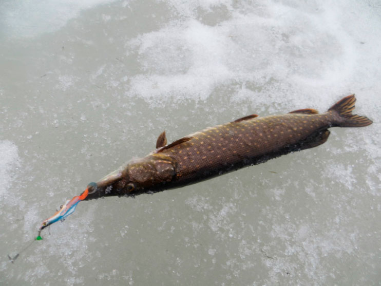 В статье освещается зимняя озёрная рыбалка на балансиры АQUA TRITON и DRIVER