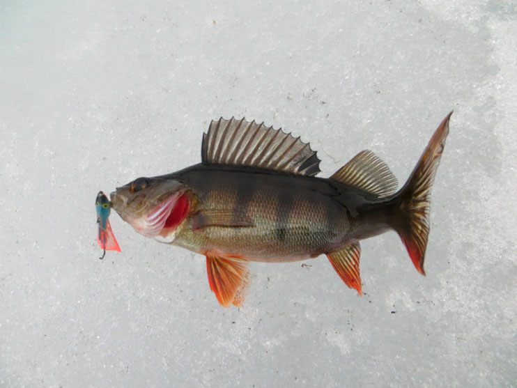 В статье освещается зимняя озёрная рыбалка на балансиры АQUA TRITON и DRIVER