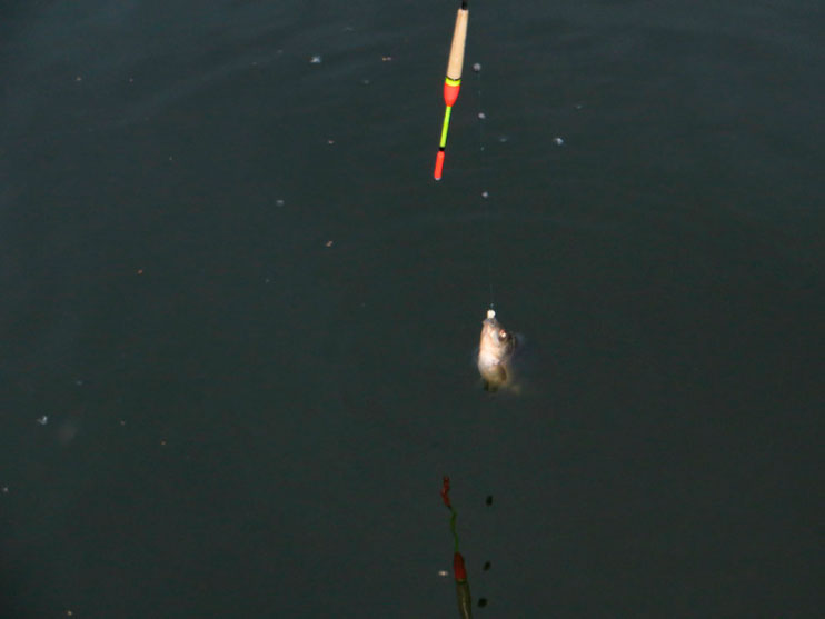 Фотоотчет о рыбалке на карася на поплавок с удилищами Aqua.