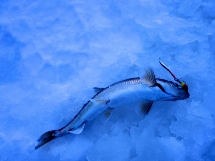Статья о рыбалке на корюшку с зимними блеснами АКВА.