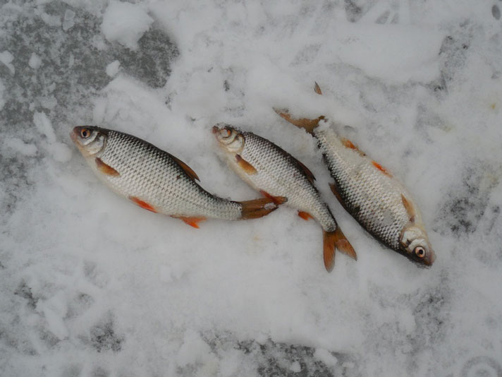 Фотоотчёт о зимней рыбалке на окуня и судака на балансиры фирмы AQUA