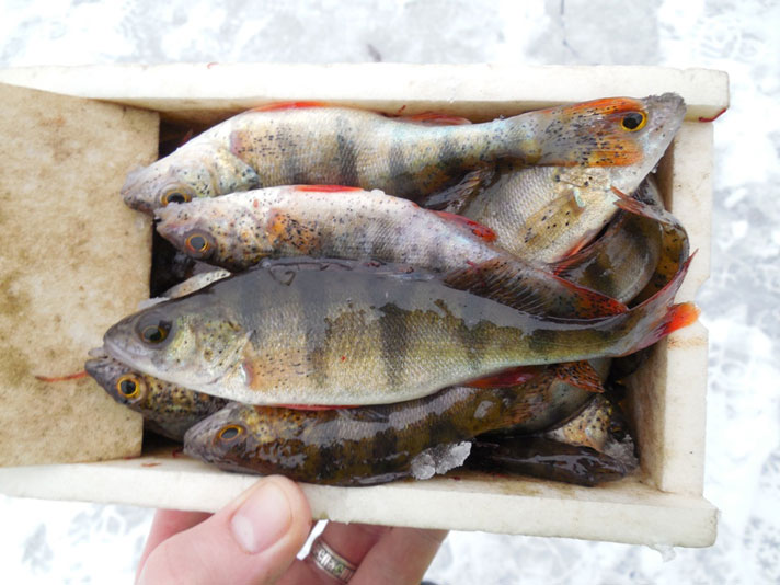 Фотоотчёт о зимней рыбалке на окуня и судака на балансиры фирмы AQUA