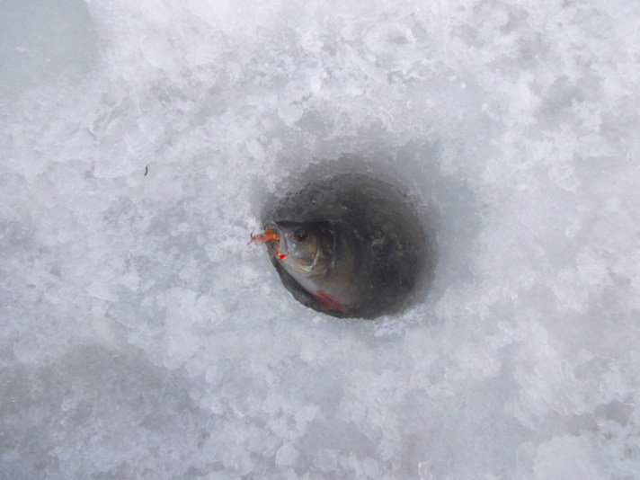Зимняя рыбалка на Ладоге. Окунь на балансир Ice Angel.