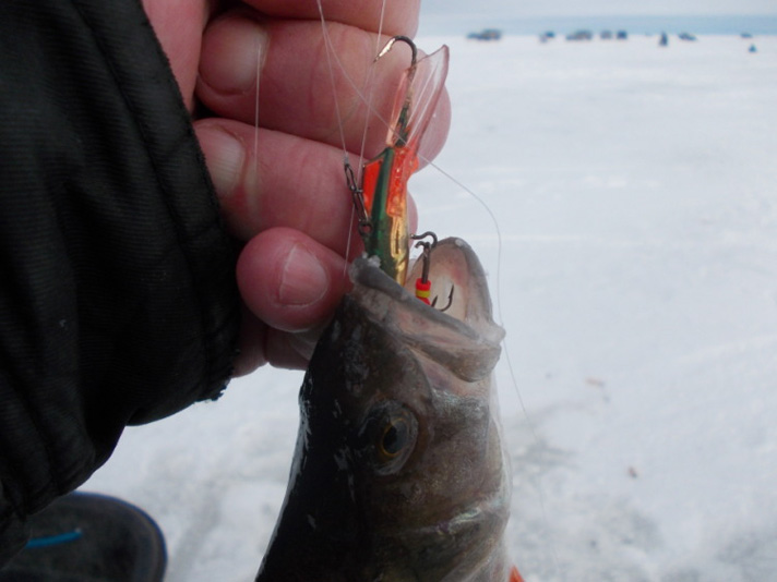 Зимняя рыбалка на Ладоге. Окунь на балансир Ice Angel.