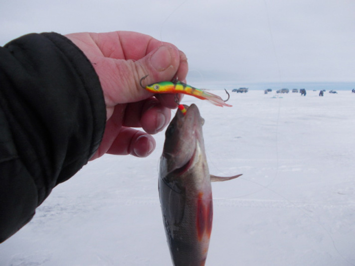 Зимняя рыбалка на Ладоге. Окунь на балансир Чудо.