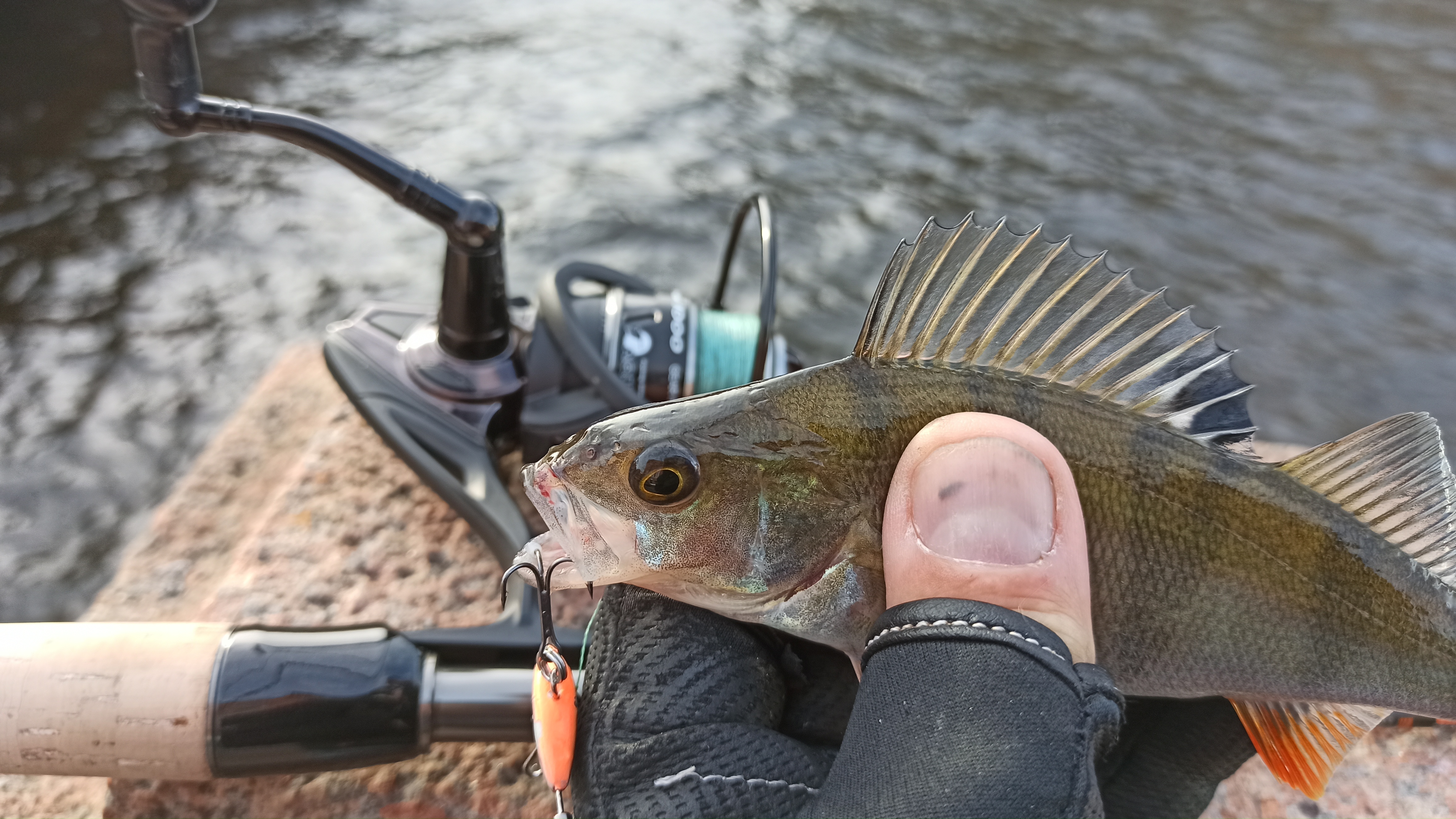 katushka-bezinertsionnaya--yuernaya-grafinya-aqua-black-widow