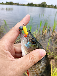 Твистер AQUA Argo - рыбалка в любую погоду