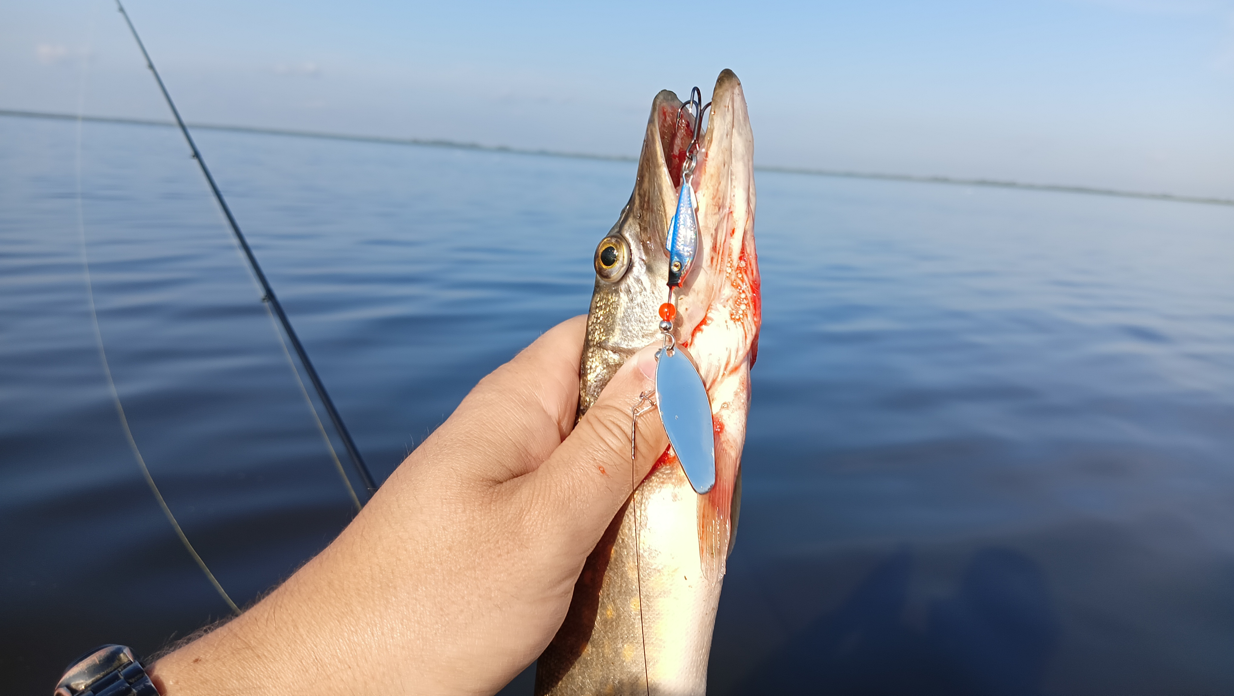 blesna-vertushka-aqua-shell blesna-vertushka-aqua-shell