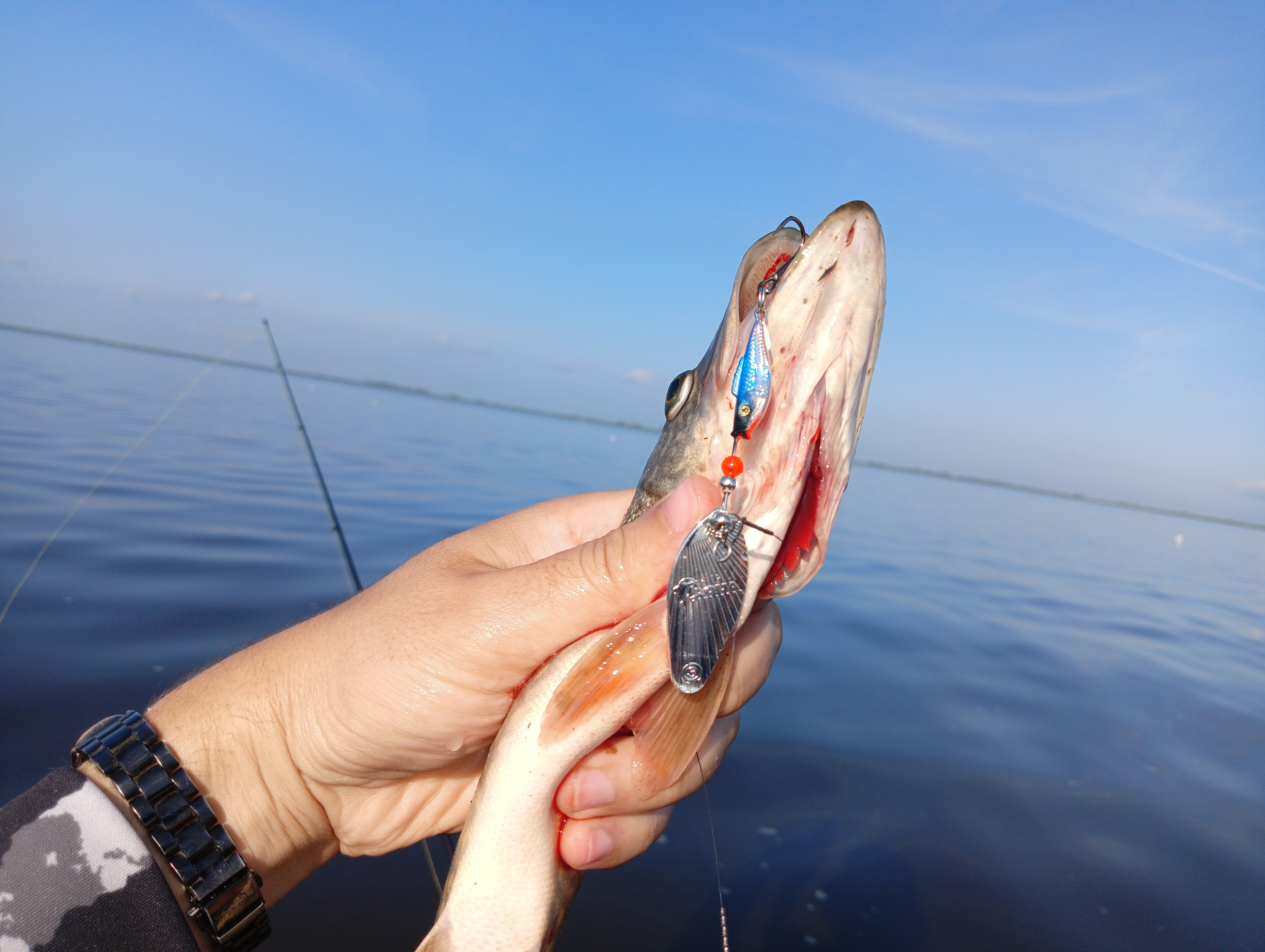 blesna-vertushka-aqua-shell blesna-vertushka-aqua-shell