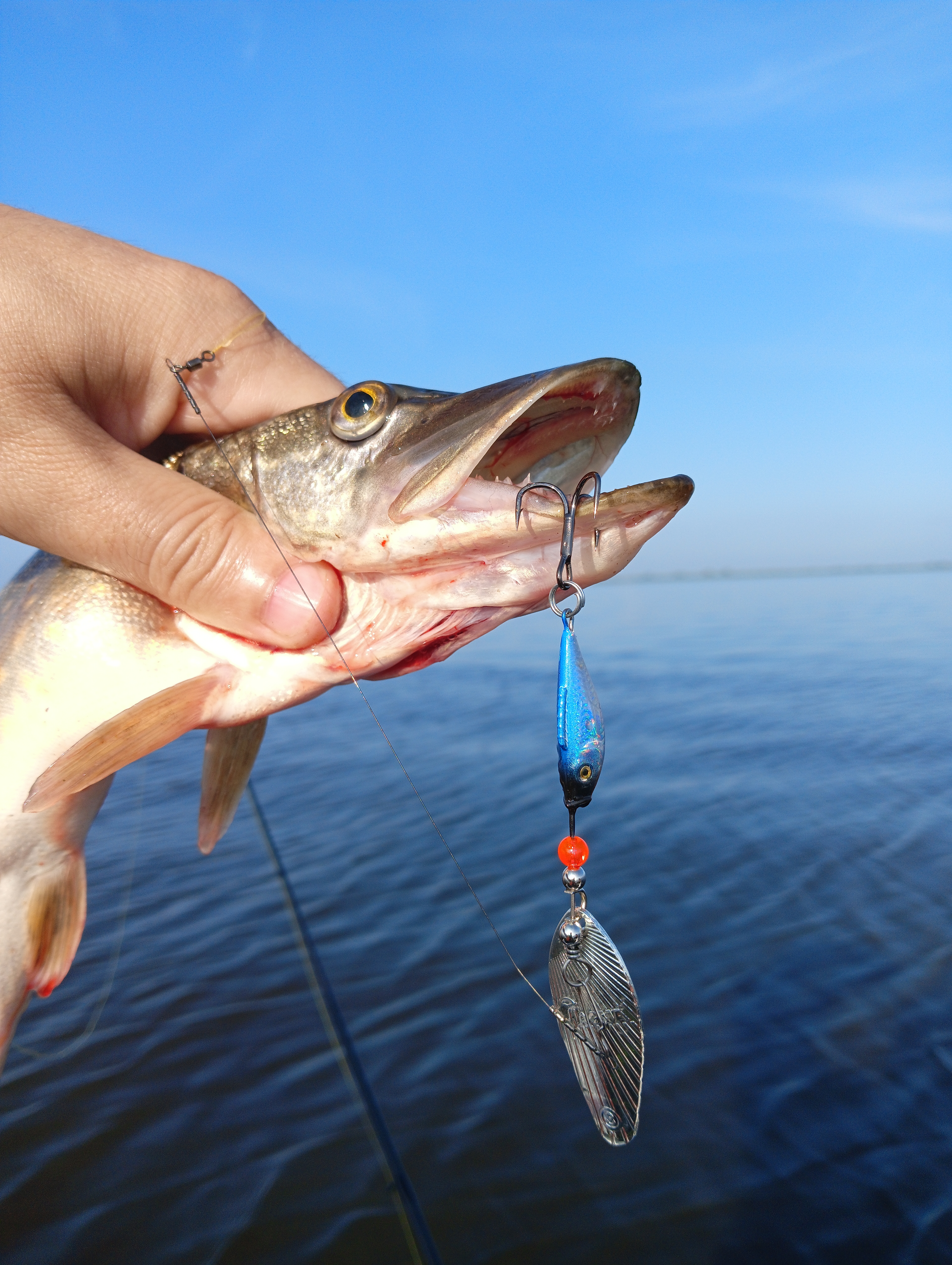 blesna-vertushka-aqua-shell blesna-vertushka-aqua-shell