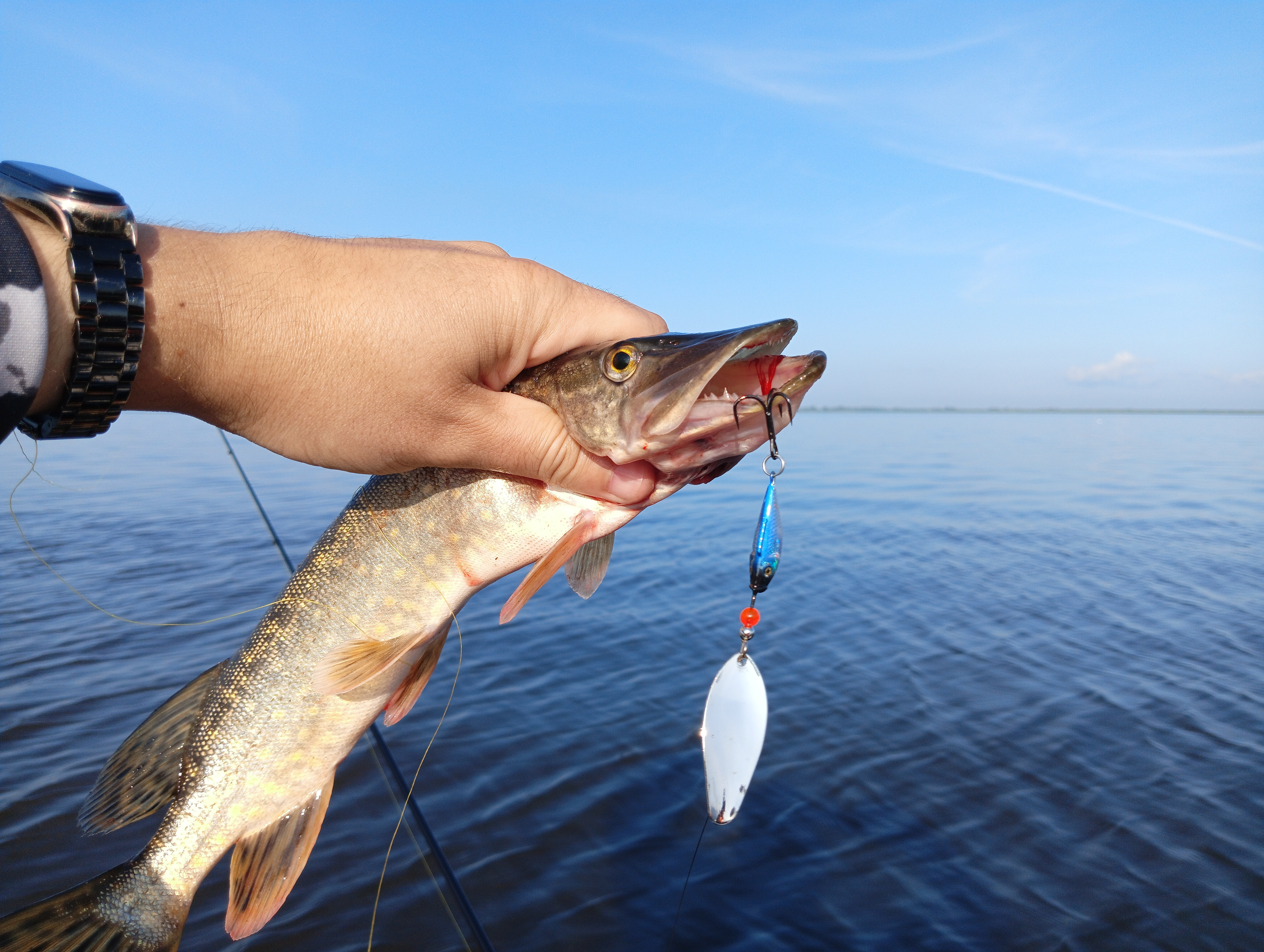 blesna-vertushka-aqua-shell blesna-vertushka-aqua-shell