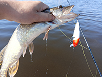 AQUA M-3 в деле: августовский выезд на Волхов