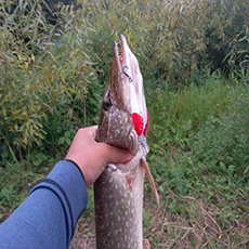 Воблер AQUA TANGO DR история удачного выбора