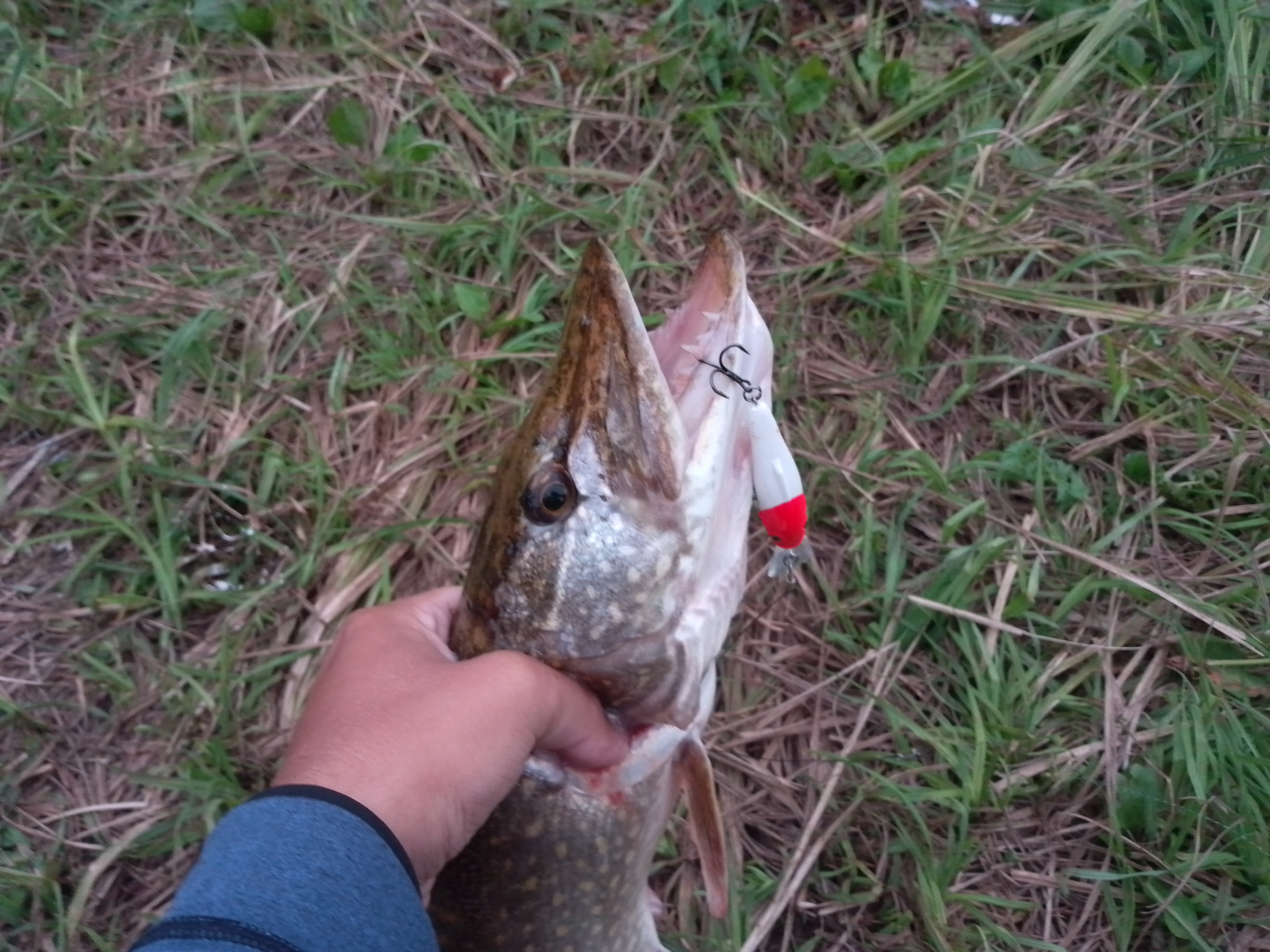 vobler-aqua-tango-dr