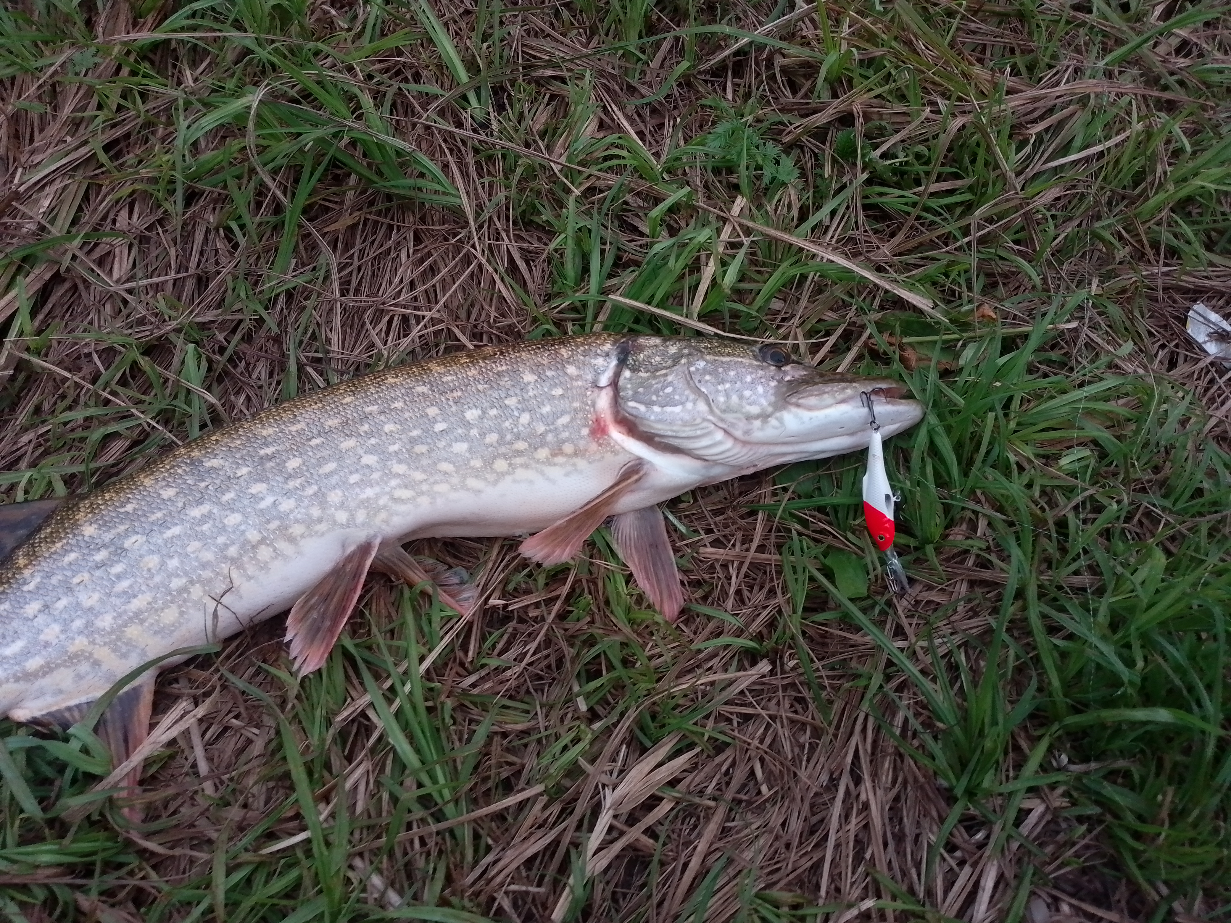 vobler-aqua-tango-dr