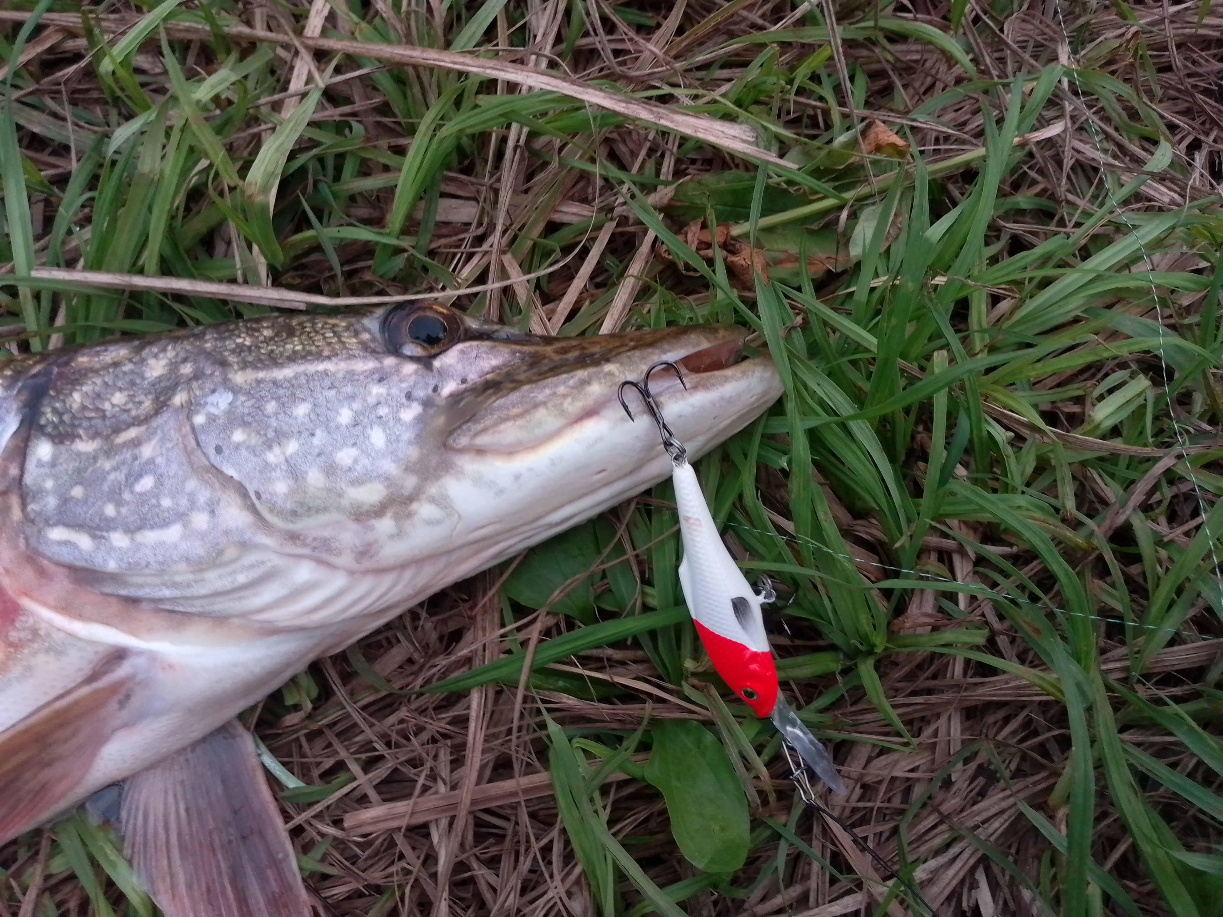 vobler-aqua-tango-dr