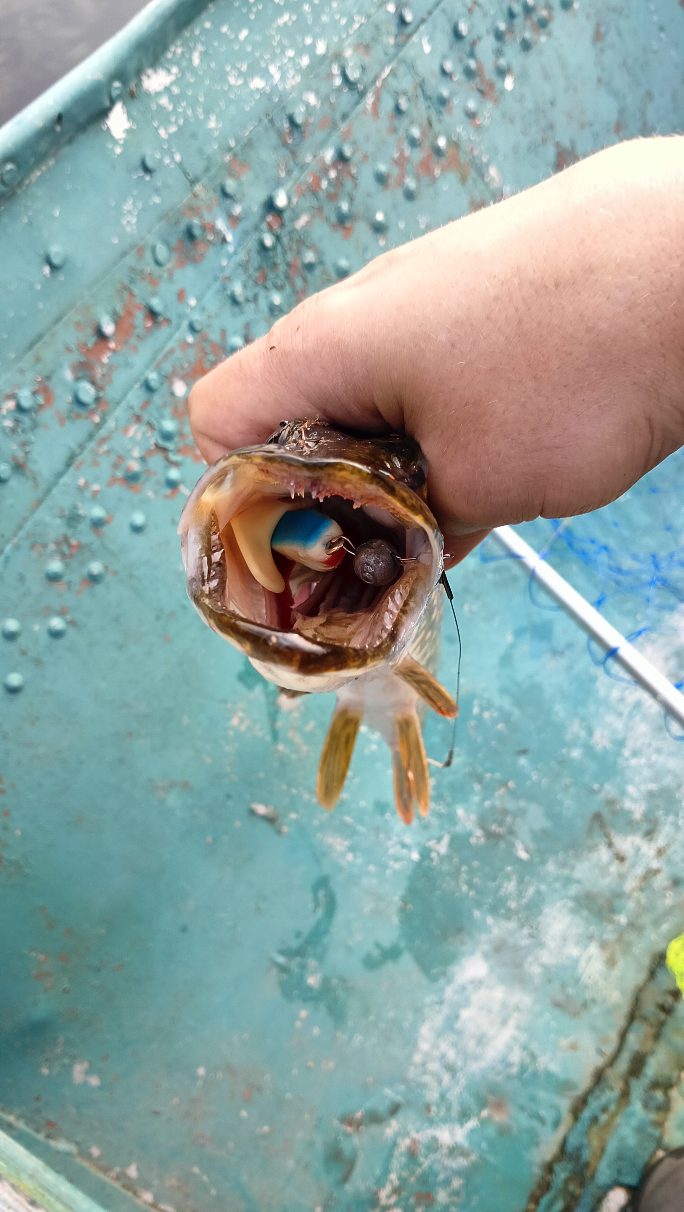 silicon-baits-aqua-flat silicon-baits-aqua-flat